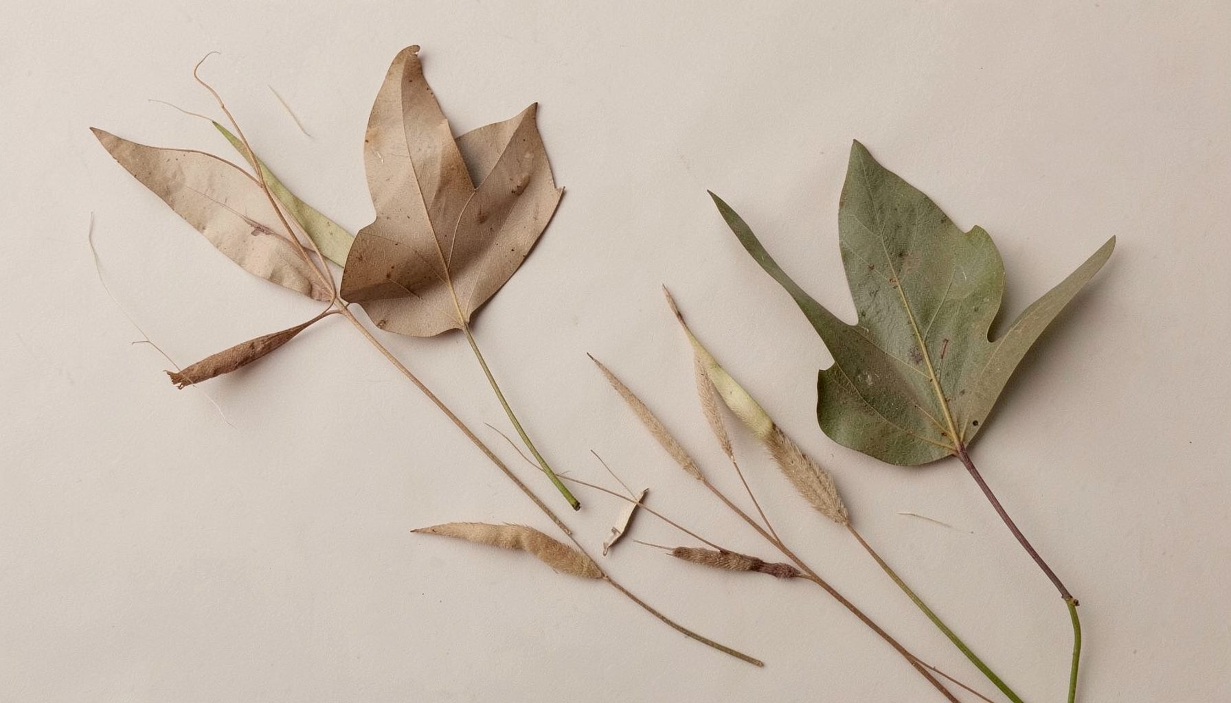 Clean minimalist composition of natural elements in earthy brown and green tones
