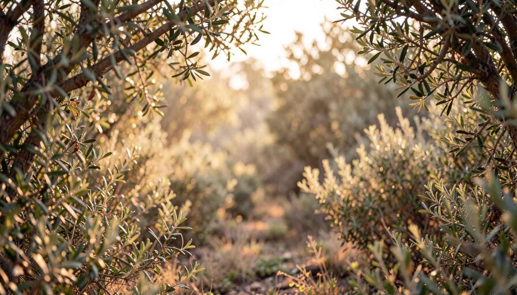 Soft natural landscape with warm earthy tones, olive green foliage, and gentle morning light filtering through leaves
