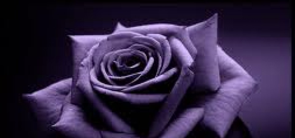 Close-up of a single rose bloom in deep purple tones against a dark background, moody and dramatic