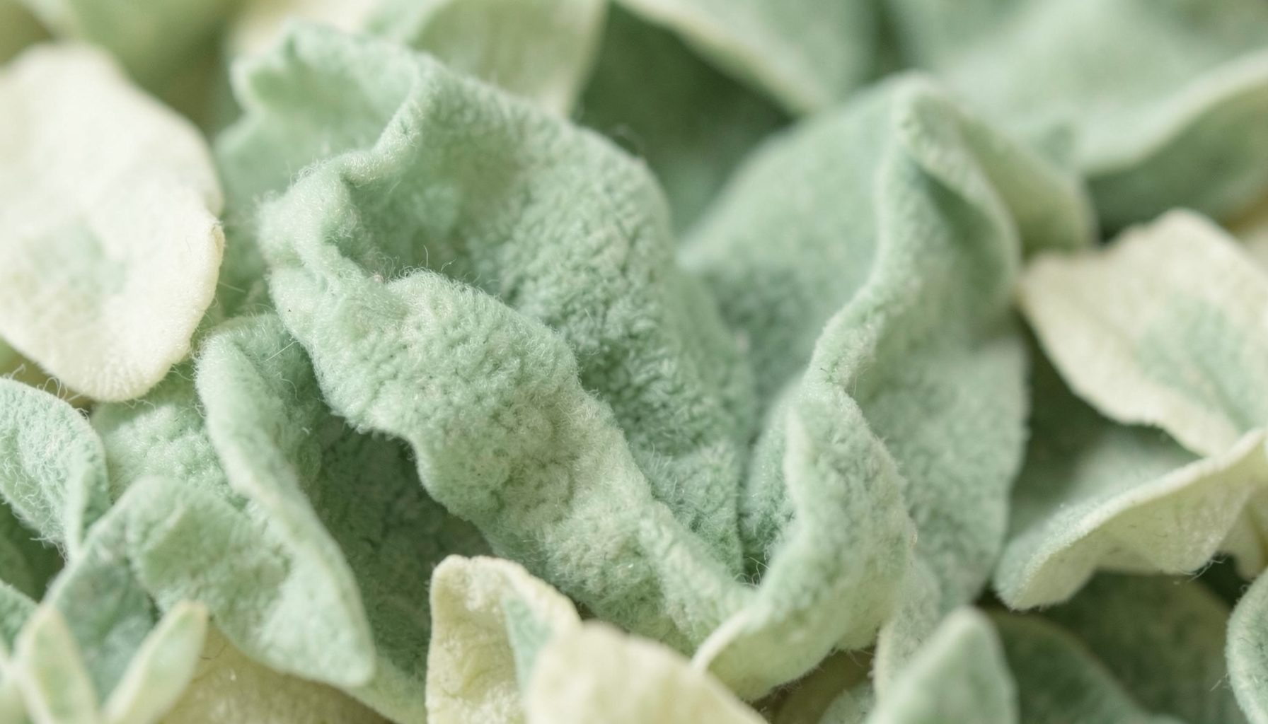 Soft natural textures in muted green and cream tones, evoking a calm botanical atmosphere